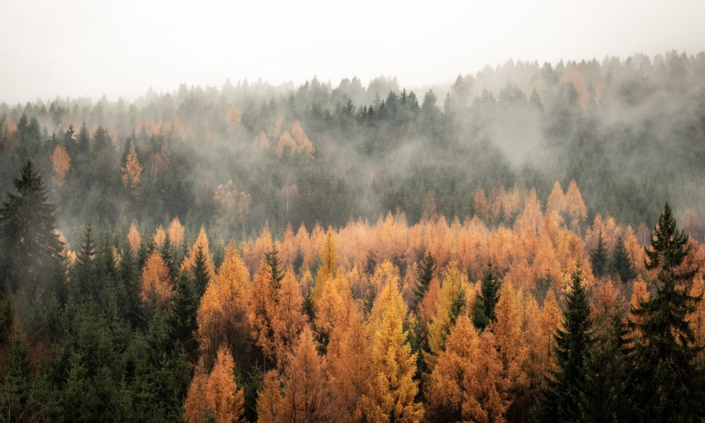 Спутниковая связь «Иридиум» поможет защитить российские леса от пожаров